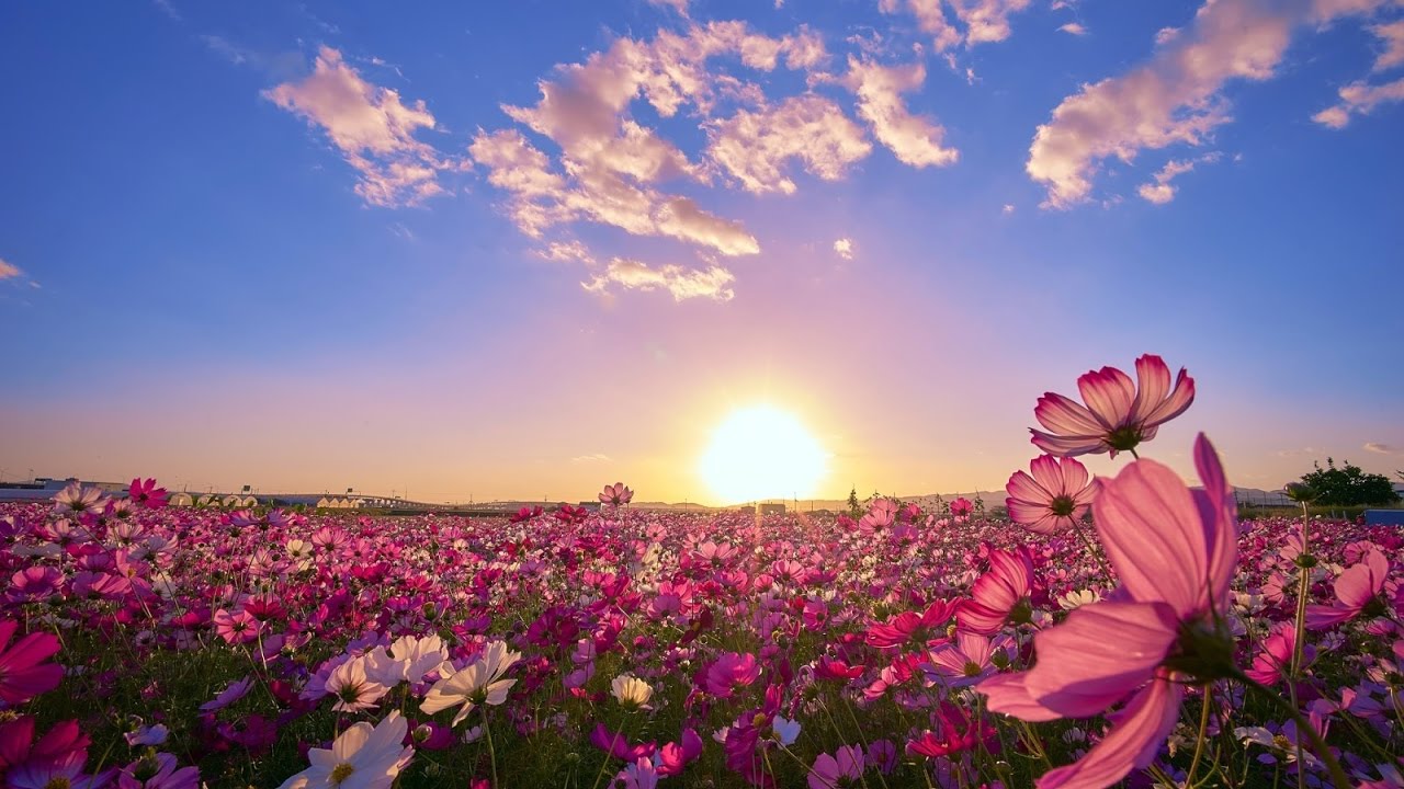 Khám phá với hơn 103 hình nền hoa hồng full hd hay nhất  Tin học Đông Hòa