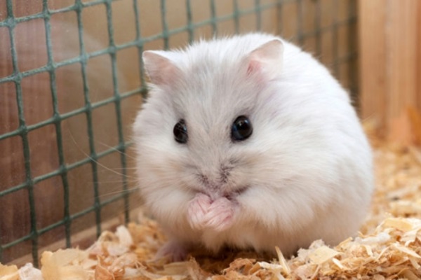 Chia sẻ nhiều hơn 105 hình nền chuột hamster dễ thương tuyệt vời nhất - Tin  học Đông Hòa
