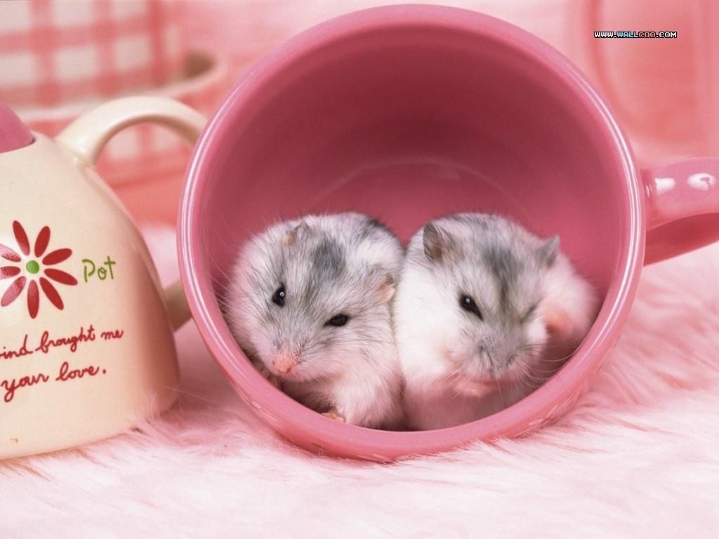 Chi tiết hơn 96 hình ảnh chuột hamster dễ thương hay nhất  Tin Học Vui